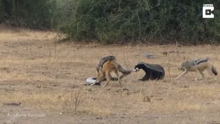 جنگ مار پیتون و شغال و گورکن همه با هم!!