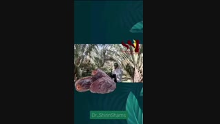 خرما و نقش آن در سلامتی خانم ها