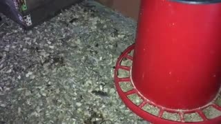 SOGUK KIŞ GÜNLERİNDE TAVUKLAR NASIL YUMURTLAR ??