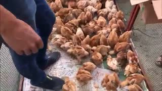 CİVCİV SEZONU BAŞLADI - PAZARDAN CİVCİV ALINIR MI ?