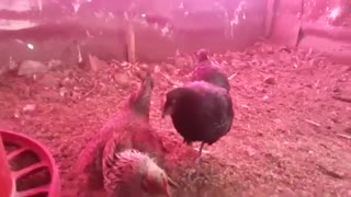 Köy Tavuklarının Son Durumu Ve Hint Tavuk Gurk Oldu Galiba