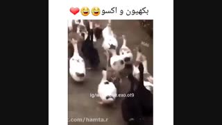 اکسو-نقش بکهیون در اکسو