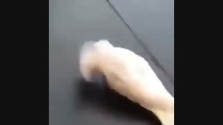 کاکاتو یا سگخخخخ