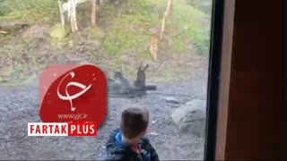 لحظه حمله ببر به پسر خردسال در باغ وحش