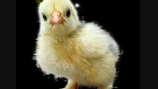 جداسازی مو از زمینه شلوغ در فتوشاپ 2020 با استفاده از ابزار جدید select object