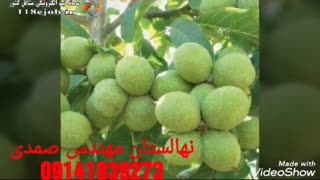 نهالستان مهندس صمدی ارومیه پاکسازی پوست