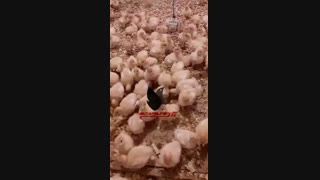 فروش طیور پرواری09129597827