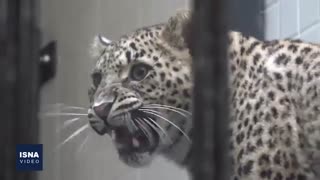 انتقال یک قلاده پلنگ ایرانی به باغ وحش ارم