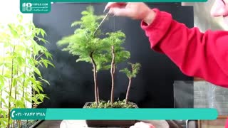 آموزش پرورش گل و گیاه زینتی در منزل