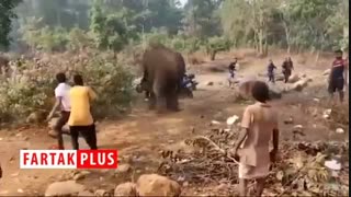 پیک نیکی که توسط یک فیل به هم خورد