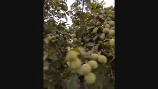 خرید و فروش نهال گردو تضمینی ۰۹۱۴۱۸۱۱۵۲۰