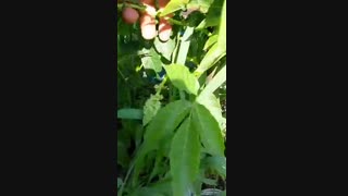 خرید و فروش نهال گردو ژنوتیپ برتر رویال ۰۹۱۴۱۸۱۱۵۲۰