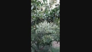 خرید و فروش نهال بادام ۰۹۱۴۱۸۱۱۵۲۰