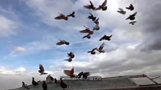دکلمه شعر طلوع | مهدی اخوان ثالث | استاد محمدعلی حسینیان | آموزش فن بیان
