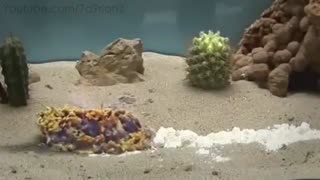 واکنش های شیمیایی جااالب !! اَوِسینا شیمی