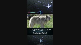 8تا از خطرناک ترین نژاد سگ ها