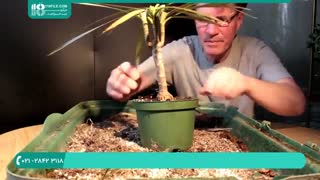 آموزش پرورش گل و گیاه آپارتمانی