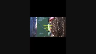 خلاقیت در جنگل-بهروسرماصنعت