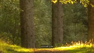 دکلمه شعر همان رنگ و همان بوی | مهدی اخوان ثالث | استاد محمدعلی حسینیان | کلاس فن بیان