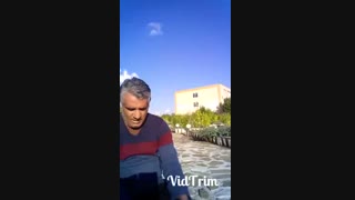 نخلها دیدند