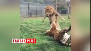 لحظه فرار شیر از پنجه های مرگبار ببر!