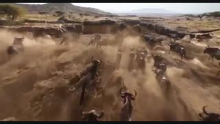 تریلر انیمیشن The Lion King 2019