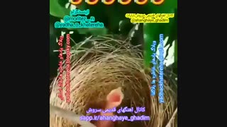 نبینی از دستت رفته :)) (کانال سروش،آپاراتahanghaye_ghadim@)