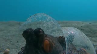 اختاپوس مافیا زیر دریا