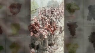 خرید و فروش ارقام نهال میوه