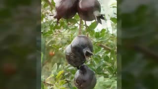 خرید و فروش ارقام نهال گردو با کیفیت