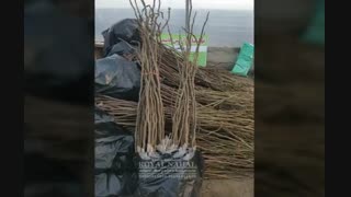 خرید و فروش نهال بادام فرانیس کلون ۴۳۵