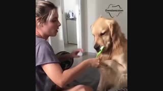 مسواک زدن | دندانستان