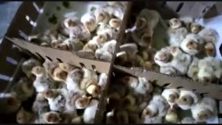 فروش جوجه یک روزه بوربون اصل