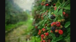 خرید و فروش نهال سیب تو سرخ