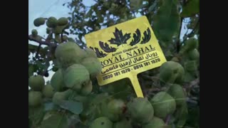 خرید و فروش نهال هلو ۰۹۱۴۱۸۱۱۵۲۰