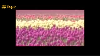 به لاله در خون خفته شهیدِ دست از جان شسته