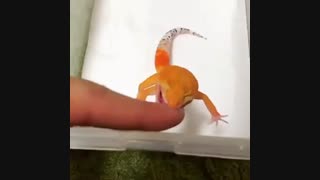 بچه ایگوانا