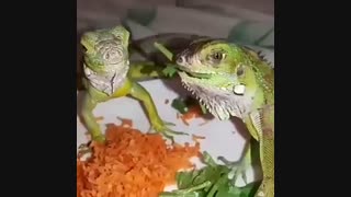 ایگوانا در حال خوردن جعفری .