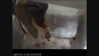 سرنگ پمپ بدنه پلکسی کلیدی- تزریق با دو عدد سرنگ هامیلتون در مغز موش آزمایشگاهی