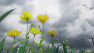 دومین کلیپ انگلیسی رسمی انیمه Weathering with You