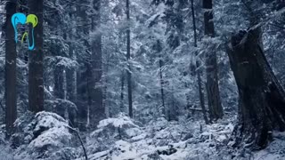 زمستان فصل با طراوت وزیبای است | دکتر شریفی میلانی