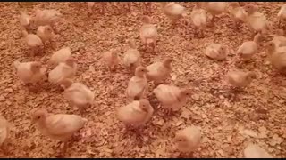 بوقلمون 10 روزه بیوتی