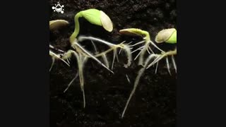 رقص زیبای طبیعت