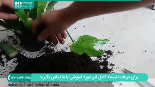 پرورش گل و گیاه آپارتمانی-گیاه زاموفیلیا