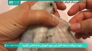 آموزش چیدن بال های طوطی