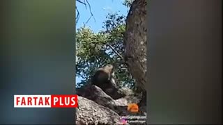 اقدام باورنکردنی میمون پس از دزدیدن توله شیر!