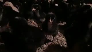 جوجه یکروزه بومی