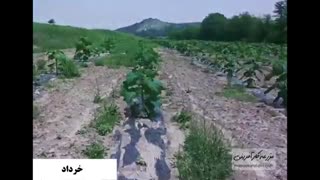 پالونیا سریع الرشدترین درخت دنیا در 6 ماه - بازار کشاورزی آنلاین مزرعه کارآفرینی