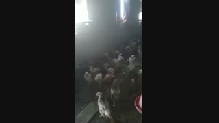 فروش ویژه مرغ و خروس گلپایگانی ۳ ماهه .آریا ماکیان