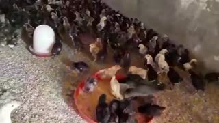 جوجه گلپایگانی